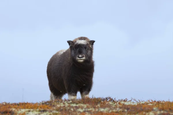 Muskox Ovibos Moschatus Kalf Dovrefjell Sunndalsfjella National Park Noorwegen — Stockfoto
