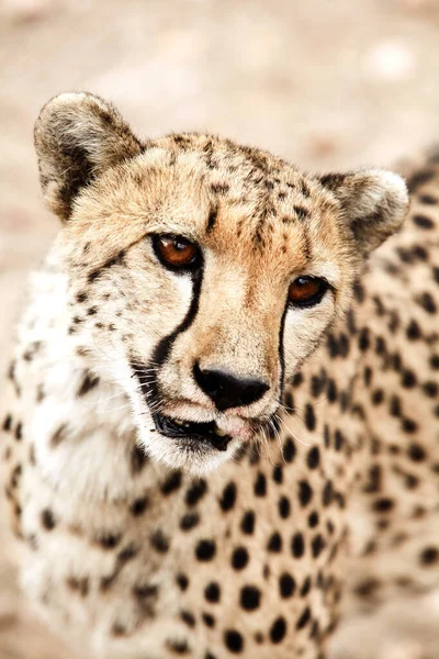 Gros Plan Sur Cheetah Damaraland Namibie — Photo
