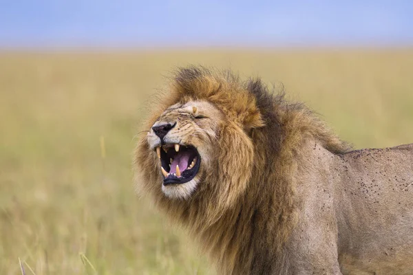 Big Male Lion Panthera Leo Showing Flehmen Behavior Maasai Mara — Stock Photo, Image