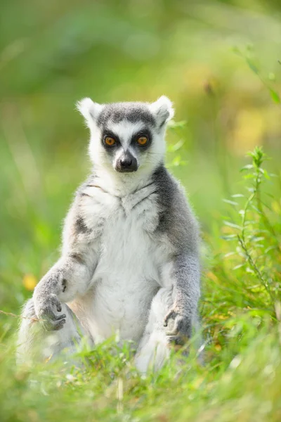 Primo Piano Ritratto Lemure Dalla Coda Anello Lemur Catta Seduto — Foto Stock