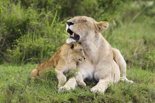 Lion Cub Masai Mara National Reserve Kenya — Stock Photo, Image