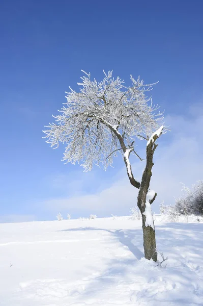 Krajobraz Mrożonym Drzewem Owocowym Słoneczny Dzień Zimie Górny Palatynat Bawaria — Zdjęcie stockowe