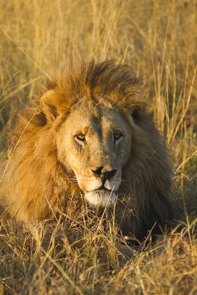 Retrato León Africano Panthera Leo Acostado Hierba Mirando Distancia Delta — Foto de Stock