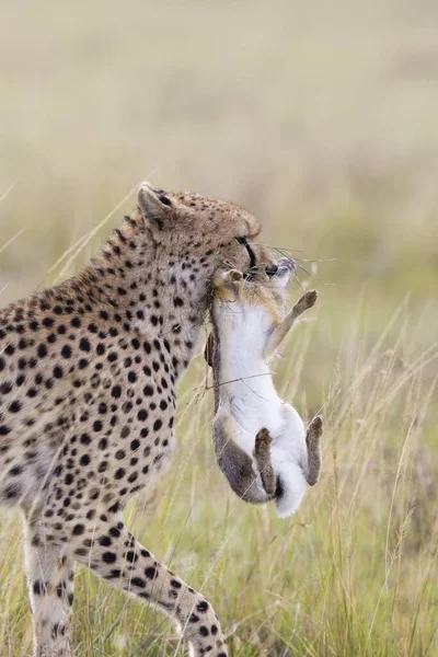Cheetah Com Cape Hare Reserva Nacional Masai Mara Quênia — Fotografia de Stock