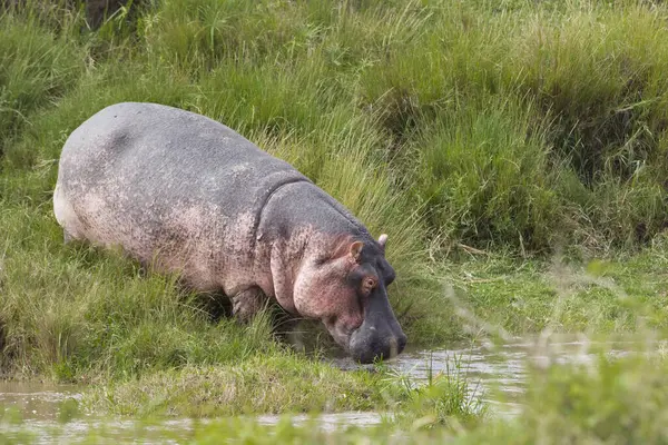 Hippopotam Masai Mara Ulusal Rezervi Kenya — Stok fotoğraf