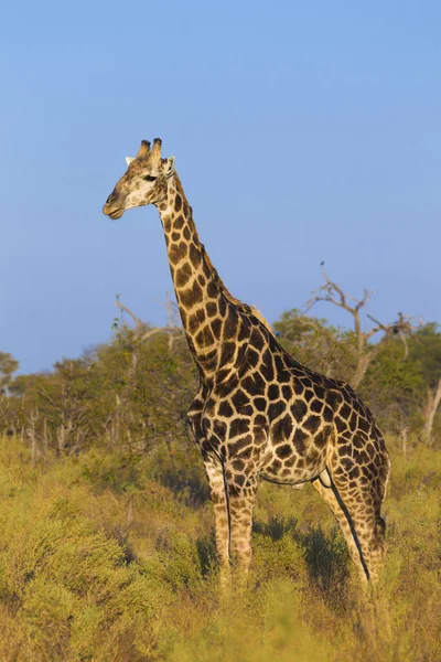 Profile Portrait Southern Giraffe Giraffa Giraffa Standing Field Okavango Delta — Stock Photo, Image