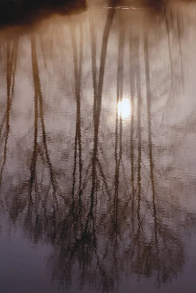 Träd Som Reflekteras Vatten — Stockfoto