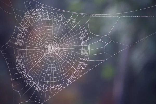 Spiderweb Στο Δάσος Μπλε Φόντο — Φωτογραφία Αρχείου
