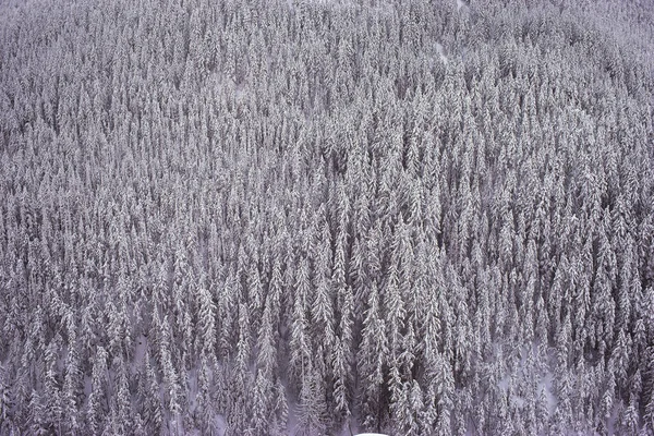 マニング州立公園 ブリティッシュ コロンビア州 カナダ — ストック写真