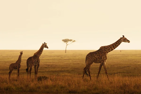 Masai Giraffes Rezerwat Narodowy Masai Mara Kenia — Zdjęcie stockowe