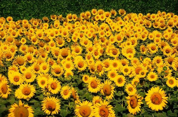 Beautiful Sunflower Crop Australia — Stock Photo, Image