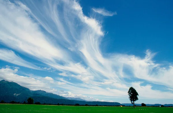 Lone Tree Landschap Westland National Park Nieuw Zeeland — Stockfoto