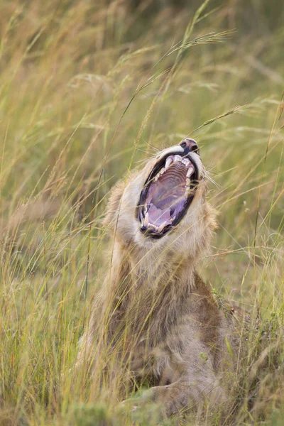 Joven León Macho Panthera Leo Bostezando Reserva Nacional Maasai Mara — Foto de Stock