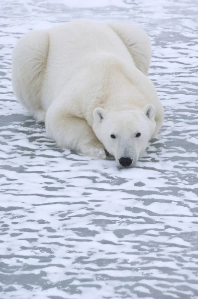 Orso Polare Sul Ghiaccio Churchill Manitoba Canada — Foto Stock