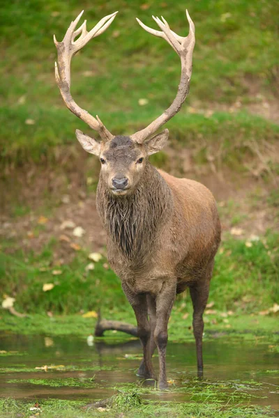 Male Red Deer Cervus Elaphus Portréja Creekben Állva Kora Ősszel — Stock Fotó