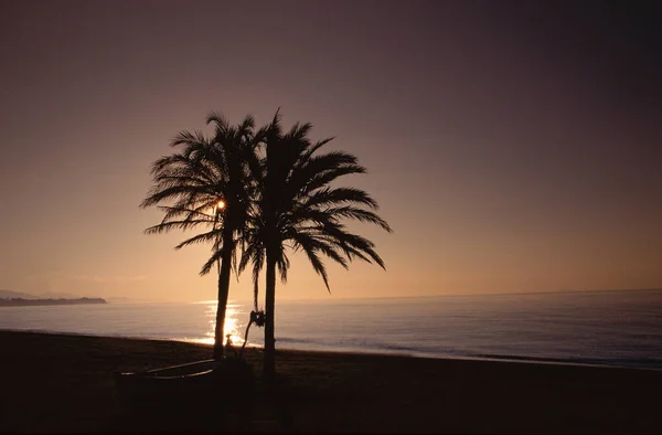 Plajdaki Palmiye Ağacı Costa Del Sol Spanya — Stok fotoğraf