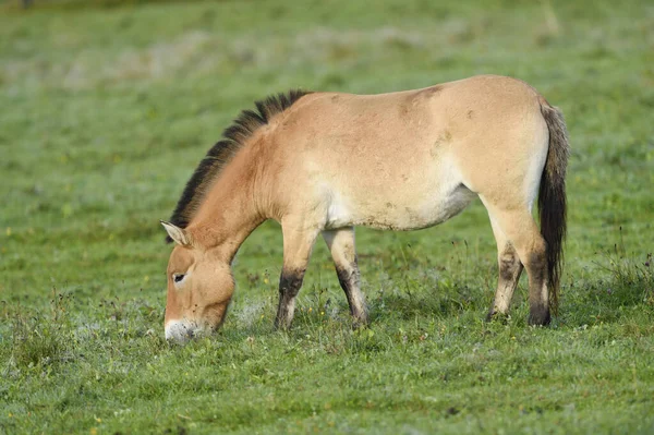 Cavallo Przewalski Equus Ferus Przewalskii Sul Prato Autunno Parco Nazionale — Foto Stock