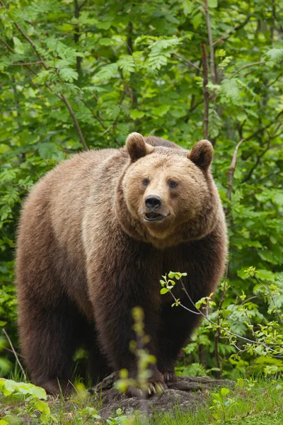 Oso Pardo Europeo Ursus Arctos Arctos Parque Nacional Forestal Baviera — Foto de Stock