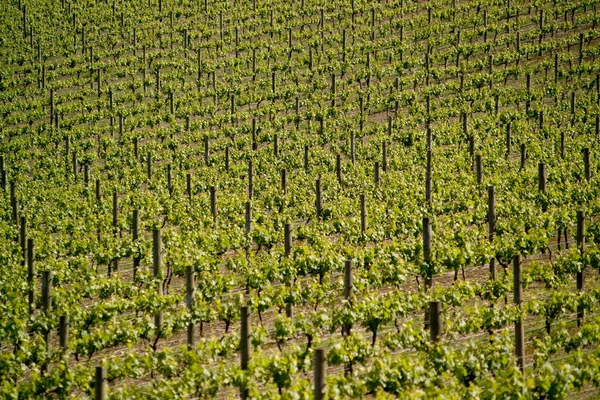 Vineyard Countryside Grape Vines — Stock Photo, Image