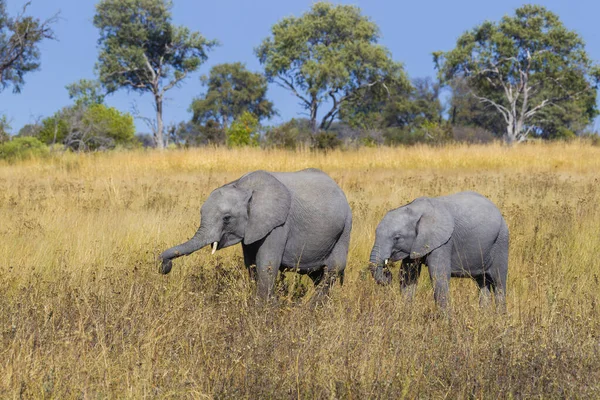 Afrikansk Elefant Och Kalv Loxodonta Africana Betar Ett Gräsfält Vid — Stockfoto