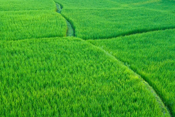 Rice Fields Ubud Bali Indonesia — Stock Photo, Image