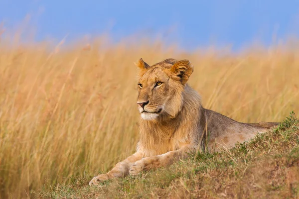 Ung Mannlig Løve Panthera Leo Asai Mara National Reserve Kenya – stockfoto