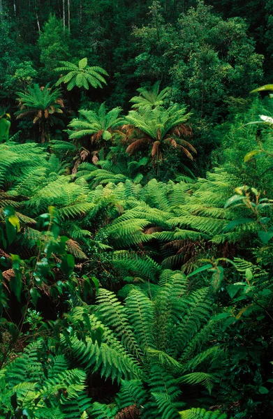 Schöne Grüne Farne Regenwald — Stockfoto