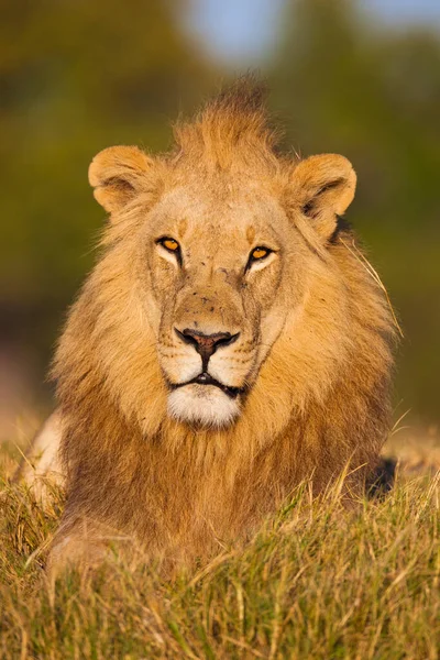 Портрет Африканского Льва Panthera Leo Лежащего Траве Смотрящего Камеру Дельте — стоковое фото