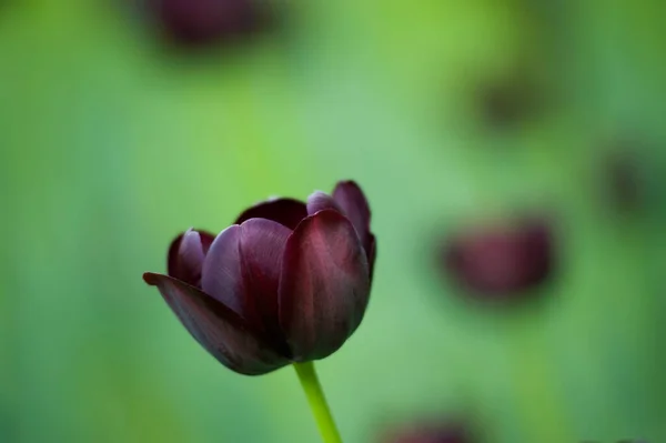 Primer Plano Reina Noche Tulipán — Foto de Stock
