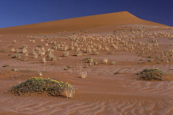 Landschap Van Prachtige Woestijn Sossusvlei Namibië — Stockfoto