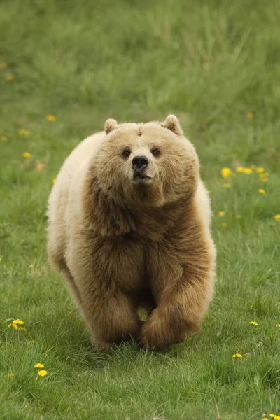 グリーンフィールド上の茶色のクマ — ストック写真