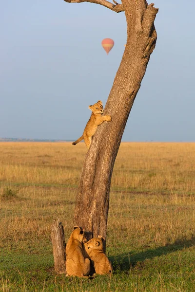 肯尼亚Masai Mara国家保护区爬树的狮子幼崽 — 图库照片