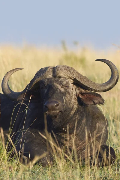 Przylądek Buffalo Rezerwat Narodowy Masai Mara Kenia — Zdjęcie stockowe
