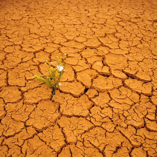 Wildflower Growing Arid Cracked Earth — Stock Photo, Image