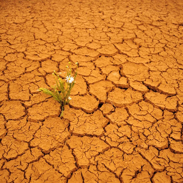 在干裂的土地上生长的野花 — 图库照片