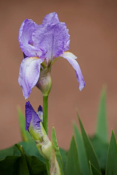 Iris Taos Novo México Eua — Fotografia de Stock