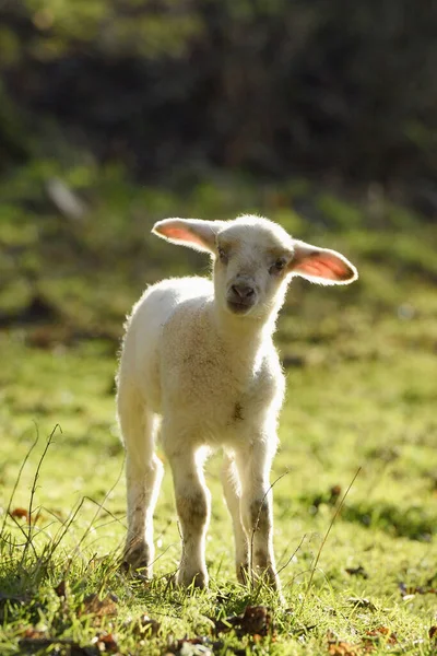 德国巴伐利亚 一只家羊 Ovis Orientalis 在草地上的特写 — 图库照片