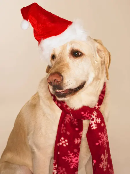 Portrait Labrador Retriever Wearing Santa Hat Scarf — Stock Photo, Image