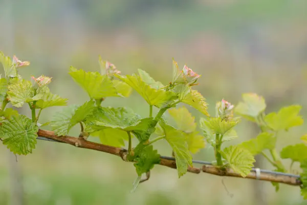 Närbild Buds Grapevine Våren Steiermark Österrike — Stockfoto