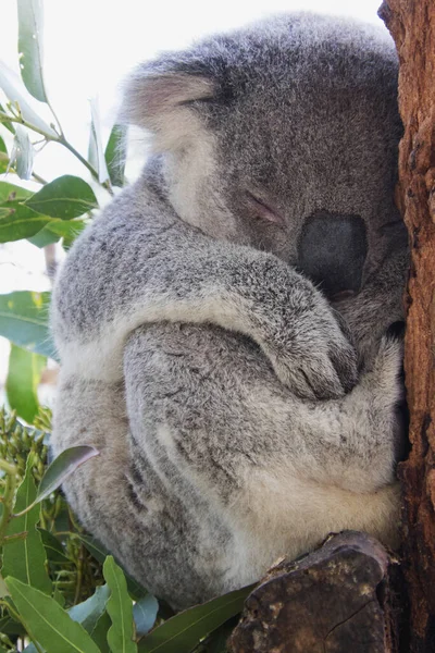 Primer Plano Del Oso Koala Durmiendo Hospital Rescate Port Macquarie — Foto de Stock