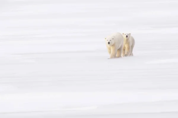 Matka Niedźwiedź Polarny Cub Churchill Manitoba Kanada — Zdjęcie stockowe