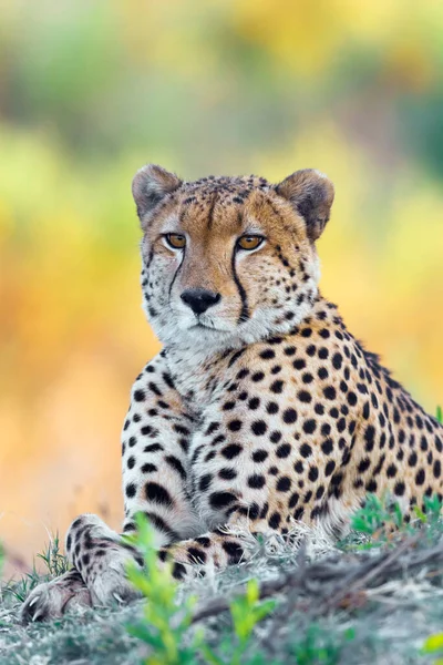 Portrait Cheetah Acinonyx Jubatus Lying Ground Looking Camera Okavango Delta — Stock Photo, Image