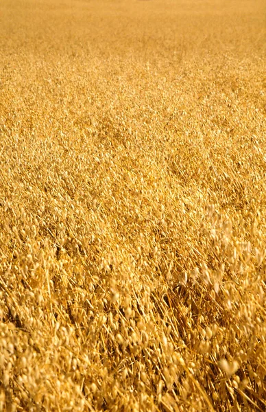Oats Crop Ready Harvest Australia — Stock Photo, Image