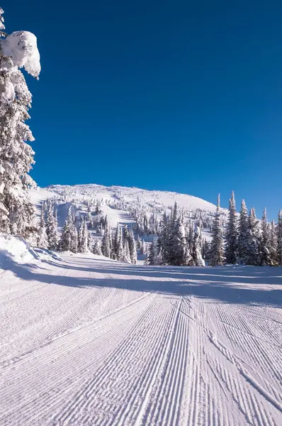 Hóval Borított Fák Big White Mountain Kelowna Brit Columbia Kanada — Stock Fotó