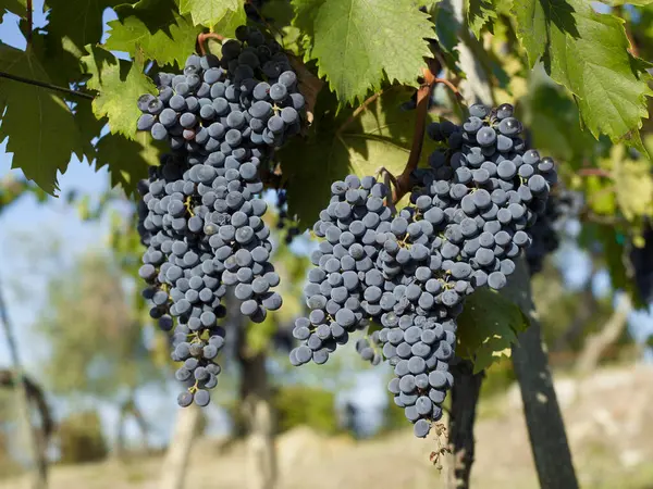 Druvor Vin Italien — Stockfoto
