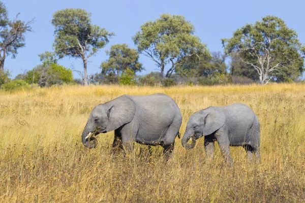 Afrikanischer Elefant Loxodonta Africana Und Kalb Laufen Durch Grasland Okavango — Stockfoto
