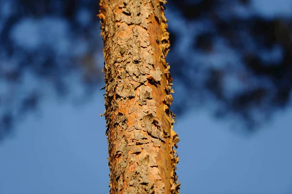 Tronco Árvore Pinus Sylvestris Baviera Alemanha — Fotografia de Stock