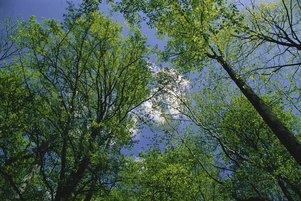 Looking Trees Sky Great Smoky Mountains National Park Tennessee Usa — Stock Photo, Image