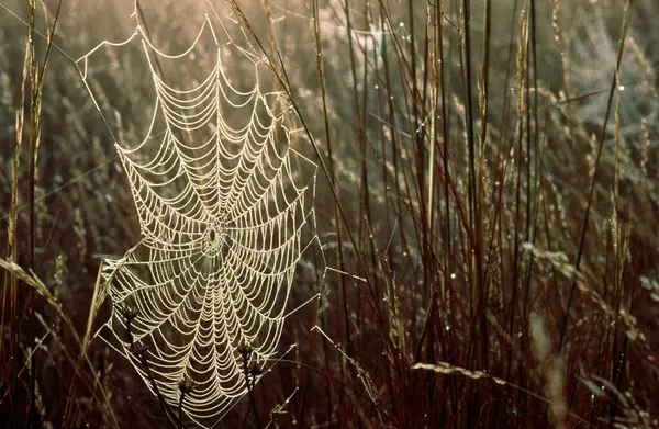 Spinnennetz Frühen Morgen — Stockfoto