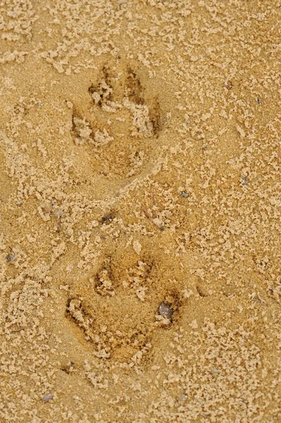 Detailní Záběr Otisků Tlapek Písku Horní Falc Bavorsko Německo — Stock fotografie